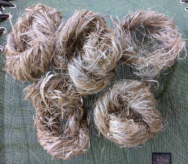 Five hanks of nettle peel coiled into buns for storage.
