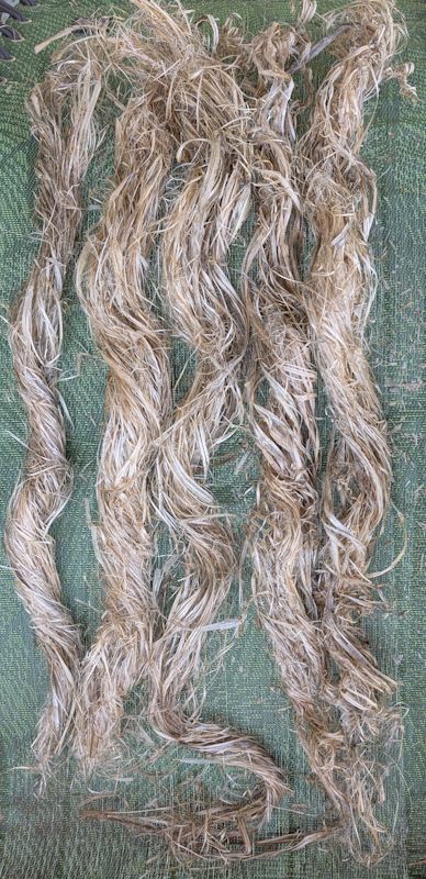 Five hanks of nettle peel un-bunned and ready to roll.