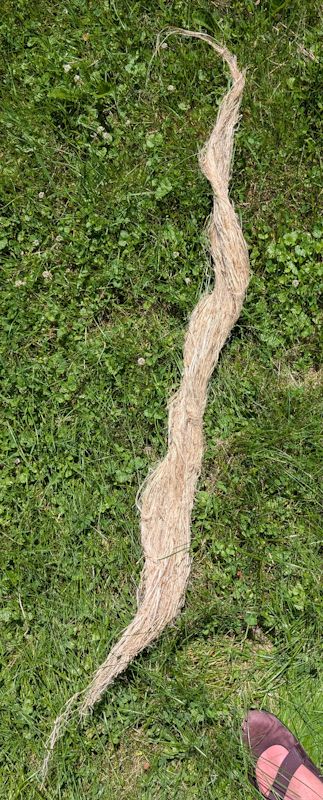 Fully rolled mega-hank, much skinnier than the unrolled one