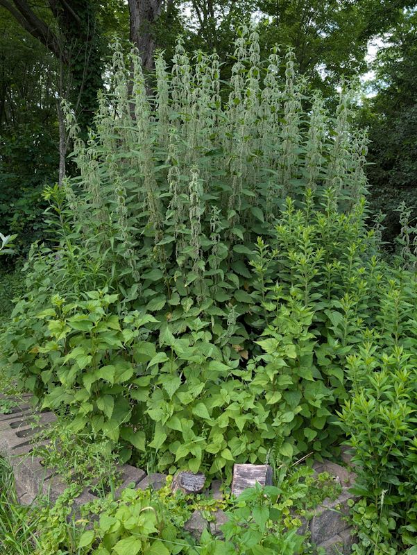 Nettles growing seven feet tall in a raised bed, surrounded by shorter weeds such as white snakeroot and goldenrod.