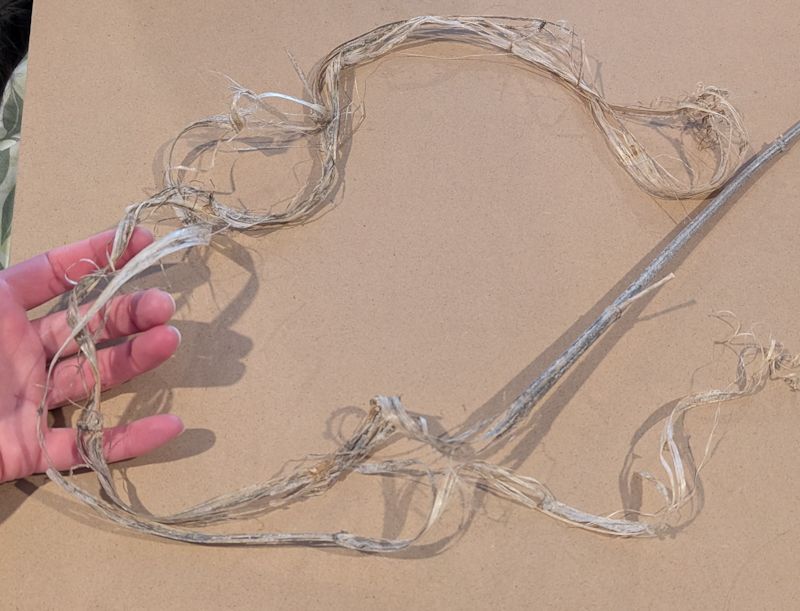 A nettle stalk in the process of being peeled by snapping out the woody core.