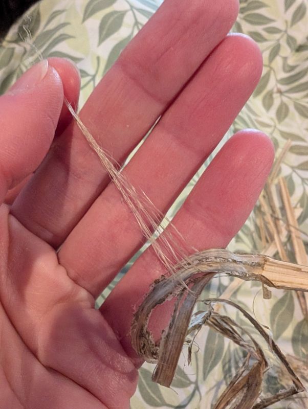 Close up of some loose fibers coming off a nettle stalk in the process of being peeled.