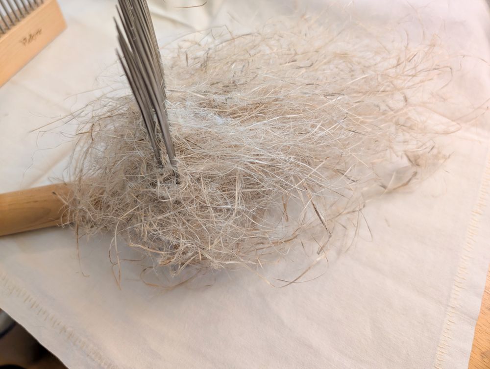 Closer view of the loaded wool comb showing fibers that are a bit finer than the long hank but not well organized.