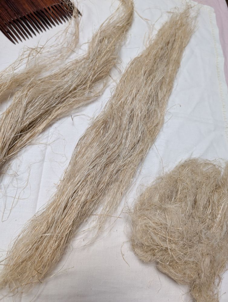 The medium length fibers arranged in a straight bundle after being separated and pulled out of the mess on the wool combs.