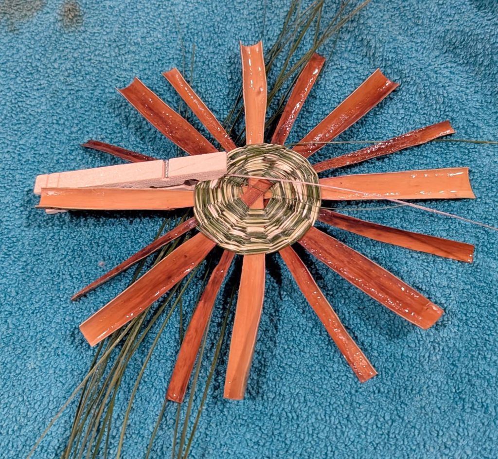 Photo of willow bark spokes arrayed in a circle with a round area in the center filled with twined sweetgrass. A wooden clothespin is clamped onto the outer edge of the in-progress twining to hold the active pieces of grass in place.